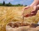 تحویل گندم به مراکز خرید تضمینی شرط تداوم دریافت خدمات دولتی