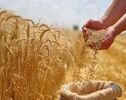 پایان انتظار طولانی برای غرامت کشاورزان؟ پرداخت خسارت به یک هفته رسید