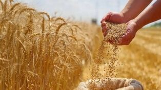 پایان انتظار طولانی برای غرامت کشاورزان؟ پرداخت خسارت به یک هفته رسید
