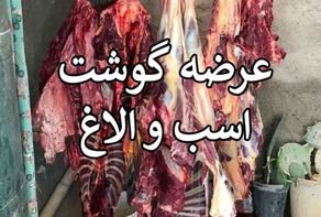 توزیع ۲۵۴ کیلوگرم گوشت الاغ و اسب در تهران؛ دستگیری ۵ نفر از عوامل اصلی