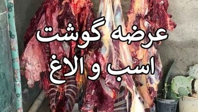 توزیع ۲۵۴ کیلوگرم گوشت الاغ و اسب در تهران؛ دستگیری ۵ نفر از عوامل اصلی
