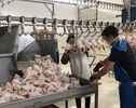 مقابله معاون دامپزشکی با طرح تمدید تاریخ مرغ‌های فاسد