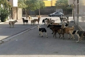 مرگ دلخراش کودک سنندجی بر اثر حمله سگ‌های بلاصاحب؛ دادگستری ورود کرد