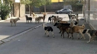 مرگ دلخراش کودک سنندجی بر اثر حمله سگ‌های بلاصاحب؛ دادگستری ورود کرد