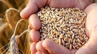 خبر مهم برای بازار نهاده‌ها؛ ثبت سفارش واردات گندم دامی آغاز شد