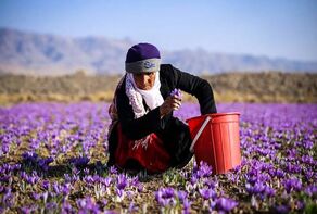 چالش کمبود نیروی کار فصلی در مزارع زعفران؛ فقدان نهادهای واسط