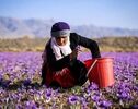 چالش کمبود نیروی کار فصلی در مزارع زعفران؛ فقدان نهادهای واسط