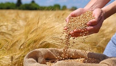 وزارت جهاد کشاورزی علت تأخیر در اعلام نرخ جدید گندم را توضیح داد