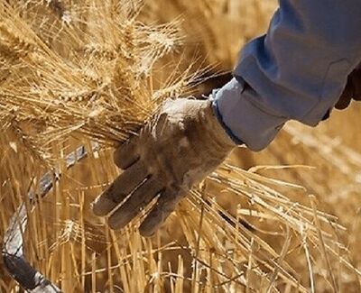 پرداخت مطالبات گندمکاران به ۲۲۰ همت رسید؛ تسویه کامل تا پایان شهریور