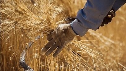 خبر فوری از مطالبات گندمکاران امروز یکشنبه ۴ مرداد ۱۴۰۵
